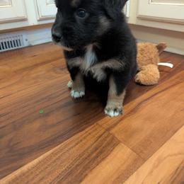 London - Black tri-color female Australian Shepherd puppy in Pekin, Illinois from Rockin' Aussies