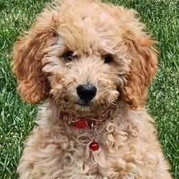 Red Hot - Apricot female Poodle puppy in South Willard, Utah from Burge Family Poodles