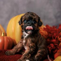 Poodle puppies from Majestail Companions Co