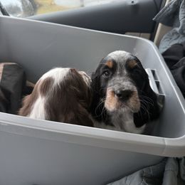 Ellie - Black and white female English Springer Spaniel puppy in Saratoga Springs, New York from Saratoga Springers NY