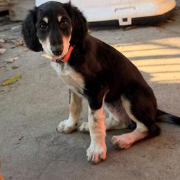 Sitara - Orange Collar - Black female Saluki puppy in Los Angeles, California from Srinagar Salukis