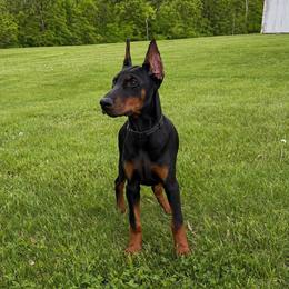 Jewel - Black and rust female Doberman Pinscher puppy in Centralia, Missouri from TopSpots Farm