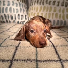 Remi - Dapple female Dachshund puppy in Petersburg, Virginia from Doting on Dachshunds