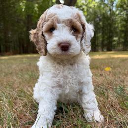 Kennedy - Buff and white female Cockapoo puppy in Egg Harbor City, New Jersey from Grace Given Cockapoos (GGC)