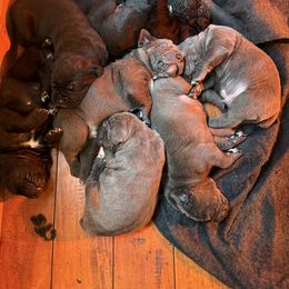 Boy 1 - Cane Corso puppy from Cane Corso Royal Kennels AZ