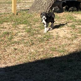 Great Dane Puppies from Coppola's Danes