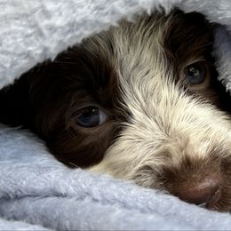 Emerald - Liver and white female English Springer Spaniel puppy in Pensacola, Florida from LeichtHouse Kennel