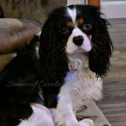Lucky - Cavalier King Charles Spaniel