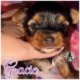 Gracie - Black and tan female Yorkshire Terrier puppy in London, Kentucky from Soto Yorkies