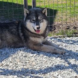 Wick - Siberian Husky
