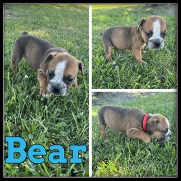 Bear - Fawn and white male Olde English Bulldogge puppy in Wheeler, Michigan from Haase Family Kennels