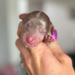 Chocolate Dapple Boy - Dapple male Dachshund puppy in North Branch, Michigan from Doxie View Acres