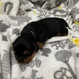 Helen (pink) - Black and tan female Cavalier King Charles Spaniel puppy in Ocala, Florida from Ray of Sunshine Spaniels LLC