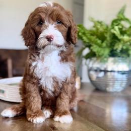Fern - Red  male Goldendoodle puppy in St George, Utah from Doodle Bears of Southern Utah