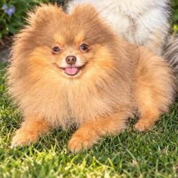 Remy - Pomeranian