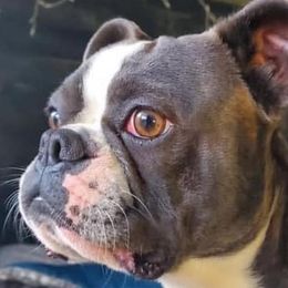 Boston Terriers, Companion Crosses, and French Bulldogs from Donna’s Bostons and Bulldogs