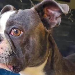 Boston Terriers, Companion Crosses, and French Bulldogs from Donna’s Bostons and Bulldogs