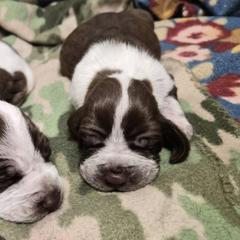 Bracco Italiano and Chihuahua Puppies from Snow Peak Kennel