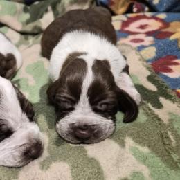 Bracco Italiano and Chihuahua Puppies from Snow Peak Kennel