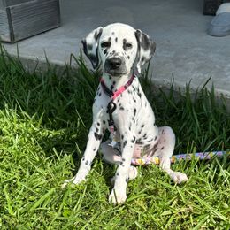 Lime - White and black female Dalmatian puppy in Lafayette, Louisiana from Zydeco Dalmatians