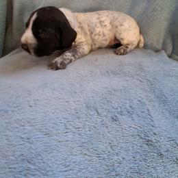 Grey girl - Black and white female German Wirehaired Pointer puppy in Potosi, Wisconsin from Point and Flush Gun Dogs