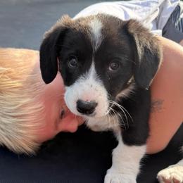 Freedom - Brindle and white female Cardigan Welsh Corgi puppy in Mishawaka, Indiana from Squires Corgi Cottage