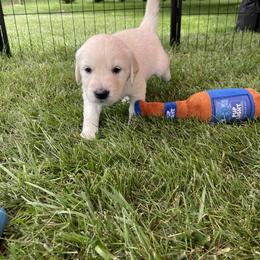 Golden Retriever Puppies from Crescent View Goldens