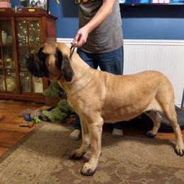 Meadow - Mastiff