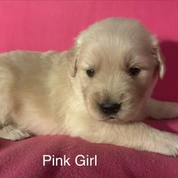 Pink Girl - Golden female Golden Retriever puppy in Sarasota, Florida from Chevaline Goldens