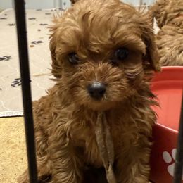 Pink girl - Red female Cavapoo puppy in Wesson, Mississippi from Southern Country Doodles