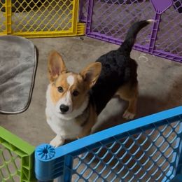 Toji - Black and tan male Pembroke Welsh Corgi puppy in Grand Junction, California from Mount Garfield Corgis