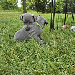 Great Dane Puppies from Harrison Danes
