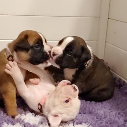 Boxer Puppies from WildRiver Boxers