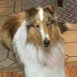 Collies from Hillsong Collies