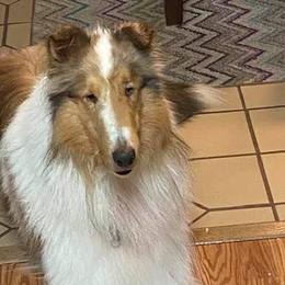 Collies from Hillsong Collies