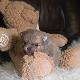 Lupo - Blue sable male Pomeranian puppy in Smithville, Texas from Lafary Poms