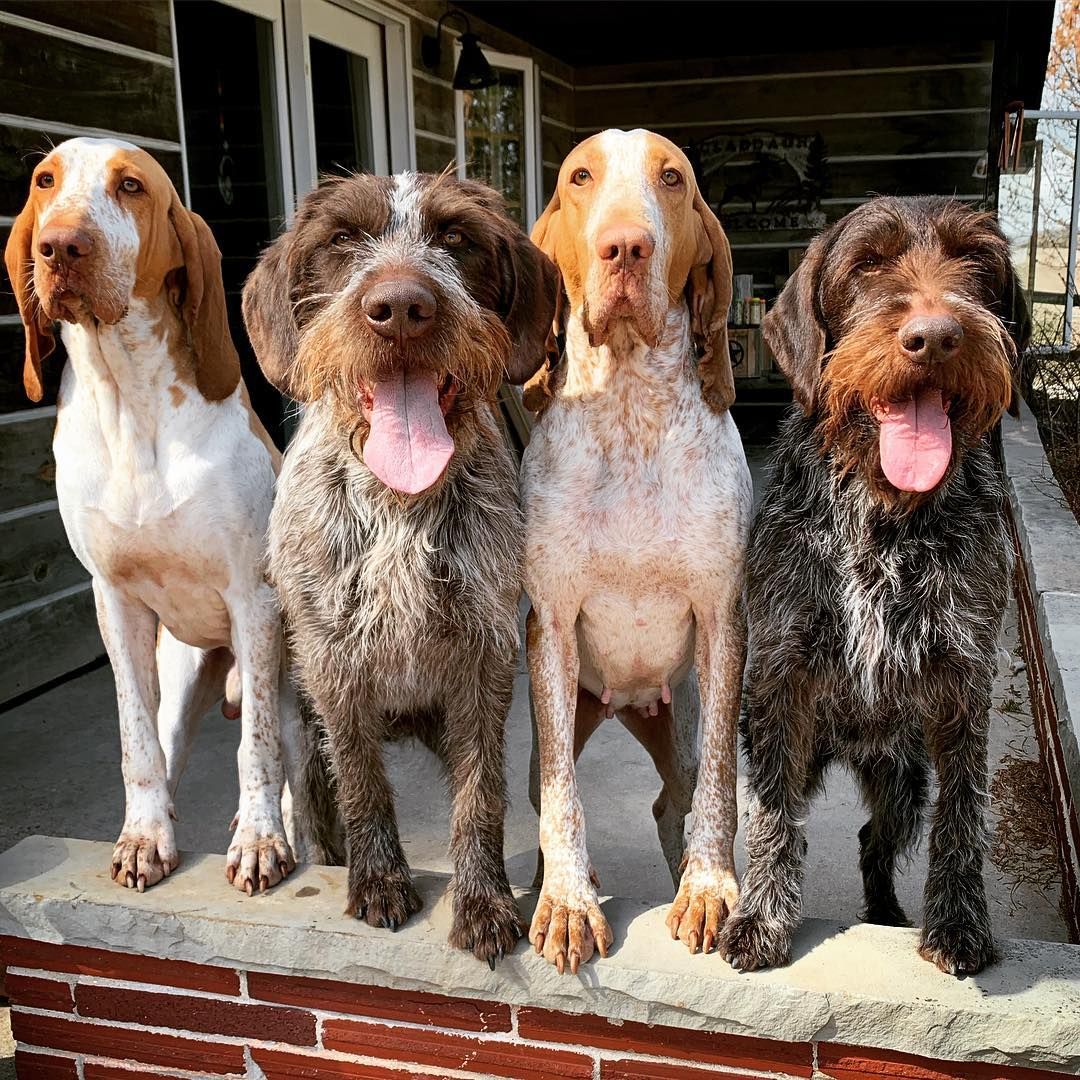 Italian wirehaired clearance pointer