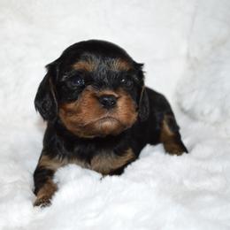 Cavalier King Charles Spaniel Puppies from Freeman's Royal Cavaliers