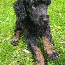 Poodle Puppies from Cuddley-Poods Moyen poodles
