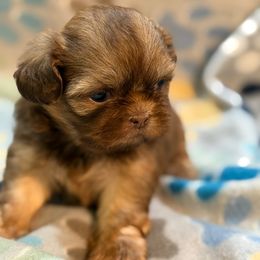 Tootsie - Liver female Shih Tzu puppy in Jasper, Indiana from Jacob’s Spoiled Shih Tzu