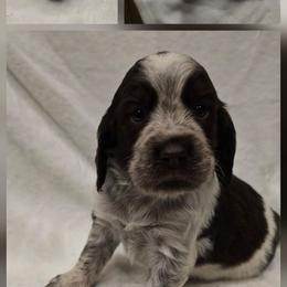Zion - Liver white and roan female English Springer Spaniel puppy in Palisade, Colorado from Bigfoot's Kennel