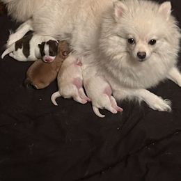 Pomeranian Puppies from Wheresmil0