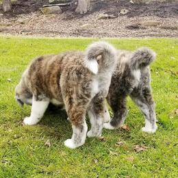 Japanese Akitainu Puppies from Four Seasons Akita (Shikisou)