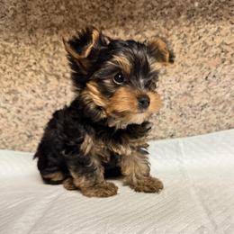 Boy 1 - Black and gold male Yorkshire Terrier puppy in Pomona, California from Cristian's Yorkshire Terriers