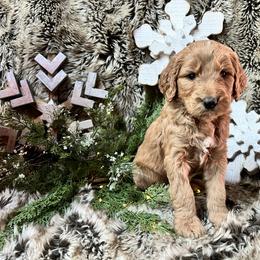 Fleece - Red  male Goldendoodle puppy in Placerville, California from New Dawn Poodles and Doodles