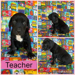 Teacher - Black female Catahoula Leopard Dog puppy in Forbes, Minnesota from North Country Catahoulas