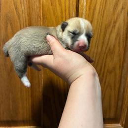 Lava Girl - Red female Pembroke Welsh Corgi puppy in Delton, Michigan from CorGizmo