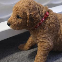 Goldendoodle Puppies from Hawkins Heritage Goldendoodles