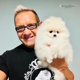 Pomeranian Puppies from Kouture Pomeranians
