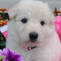 Girl 2 - White female German Shepherd puppy in Valley Springs, South Dakota from Von Pasch German Shepherds